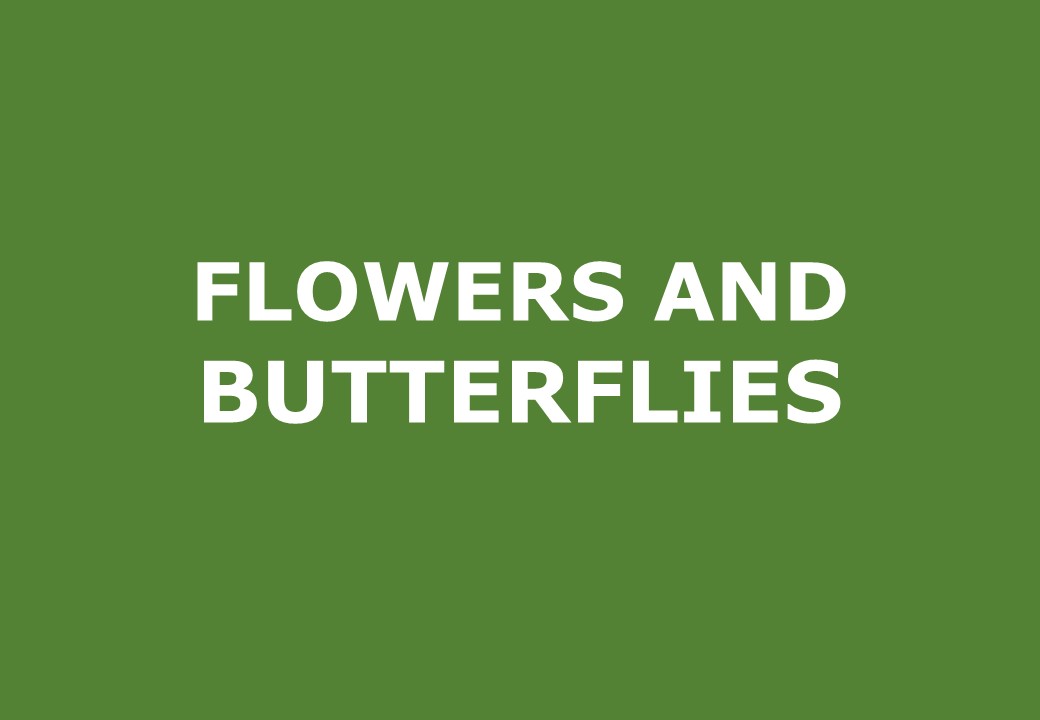 Flowers and butterflies activities